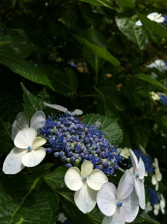 Flowers in Hamarikyu park