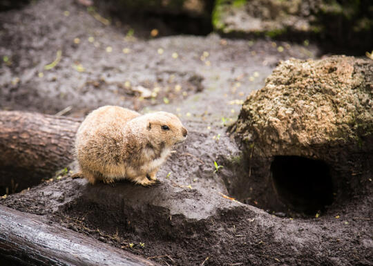 Prarie dog