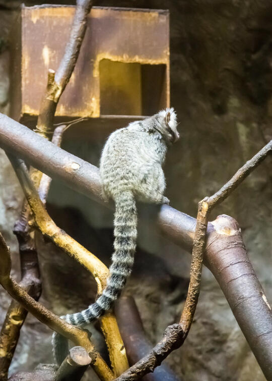 Ring-tailed something