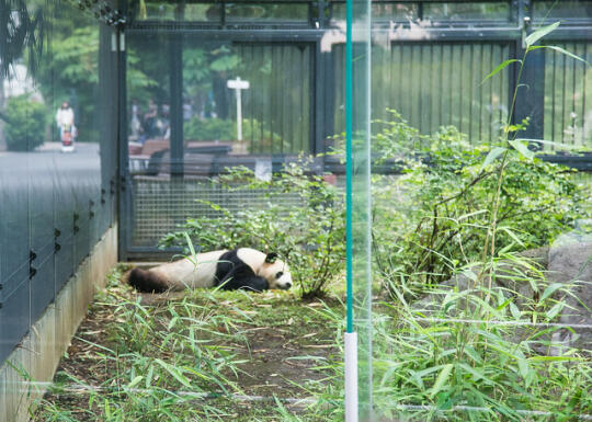Sleepy panda bear