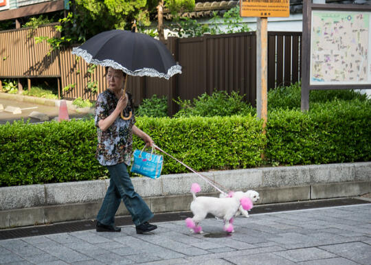 Woman with umbrella and two dogs