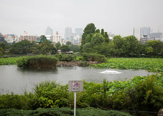 Marsh in the zoo