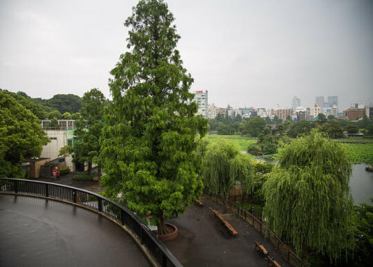 Marsh in the zoo