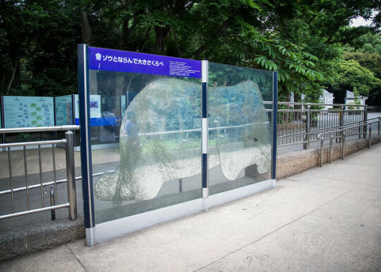 Life-size baby elephant picture