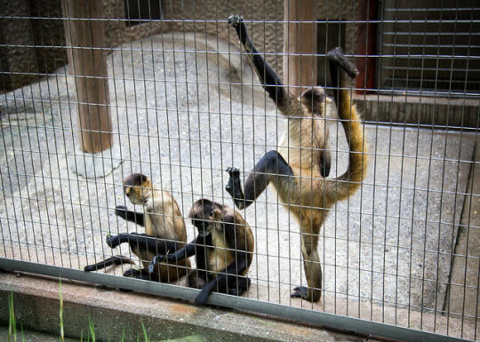 Spider monkeys