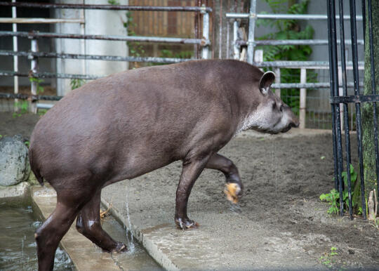 Capybara