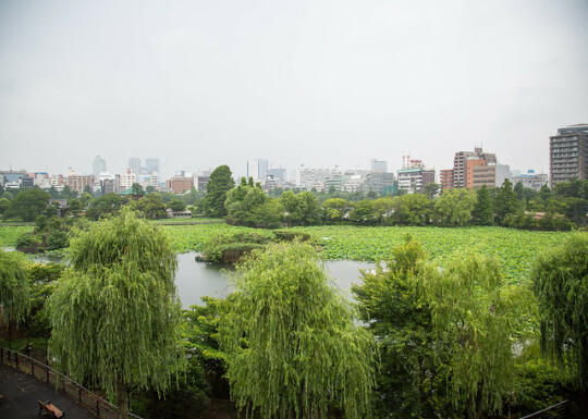 Marsh in the zoo