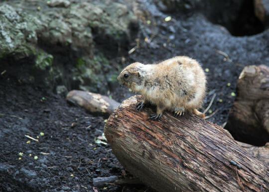 Prarie dog