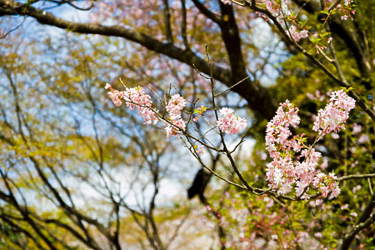 Cherry blossoms