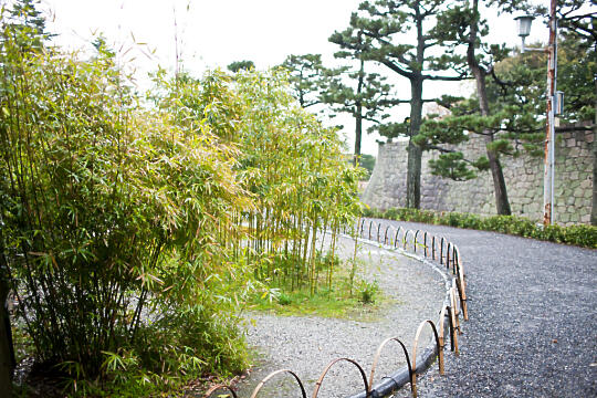 Bamboo in Nijo Castle