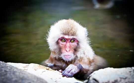 Monkey in a hot spring