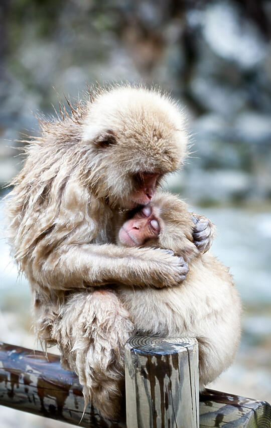 Wet cold hugging monkeys looking at each other