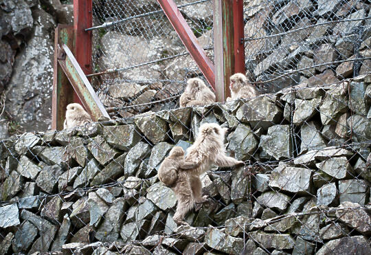 Momma monkey with baby on back, climbing up the wall