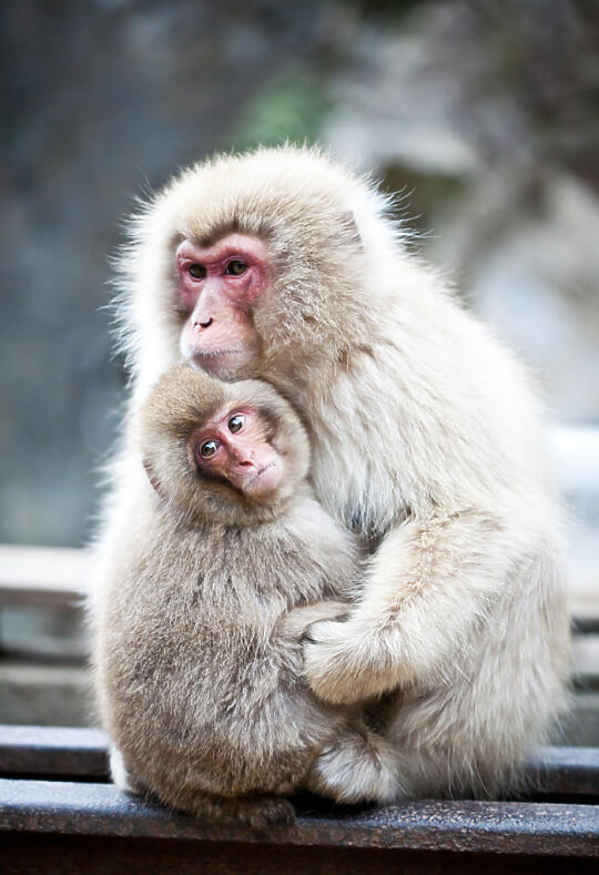 Hugging monkeys