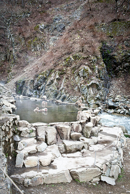 Monkeys in hot spring