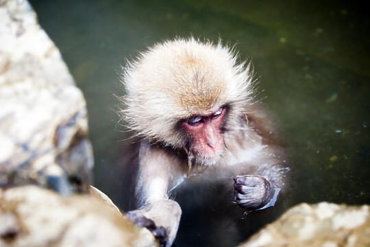 Lonely monkey grooming its arm in the pool