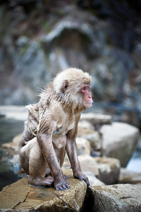 Wet monkey