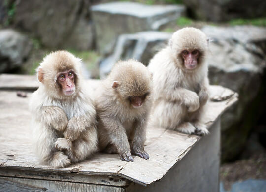 3 monkeys on box