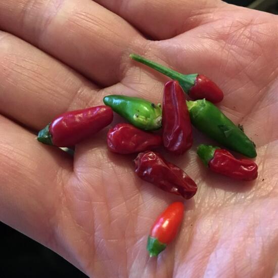 Thai chilis