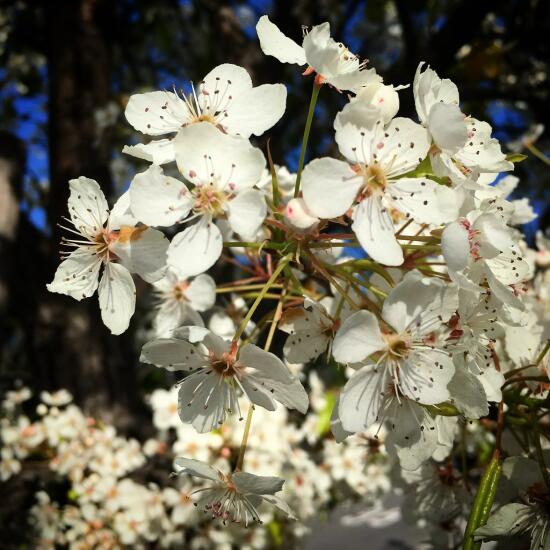 Blossoms