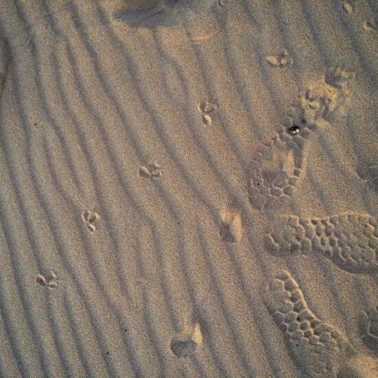 Footprints