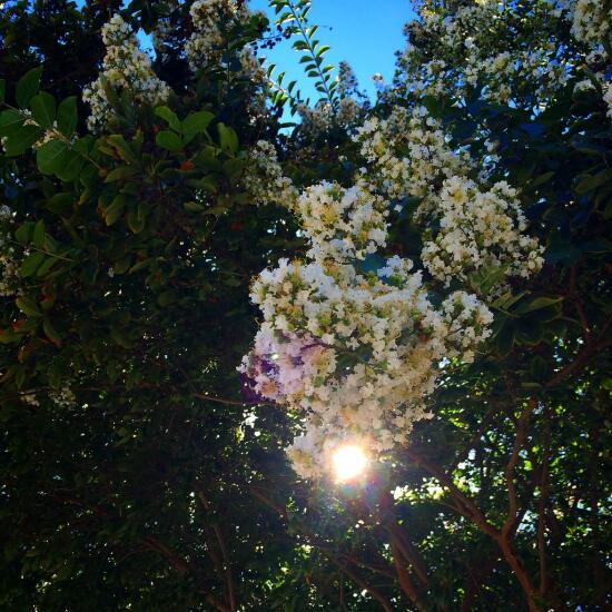 Sunlight through the trees