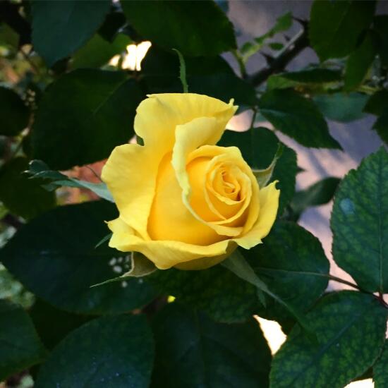 Yellow rose