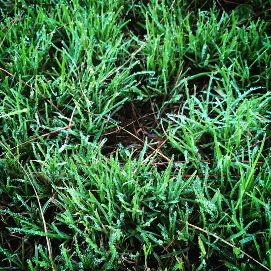 Dewy grass