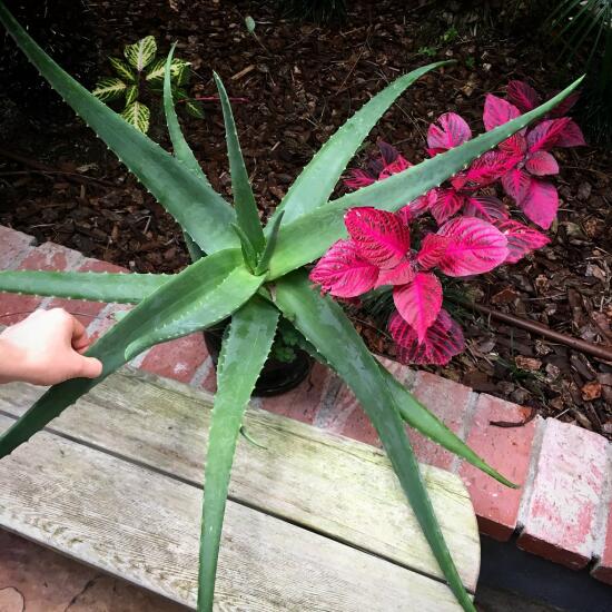 Aloe plant