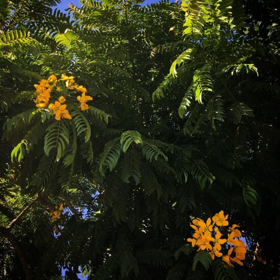 Yellow flowers