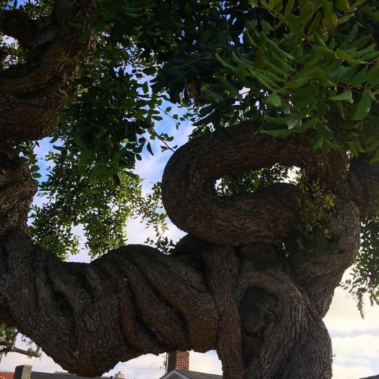 Gnarly tree