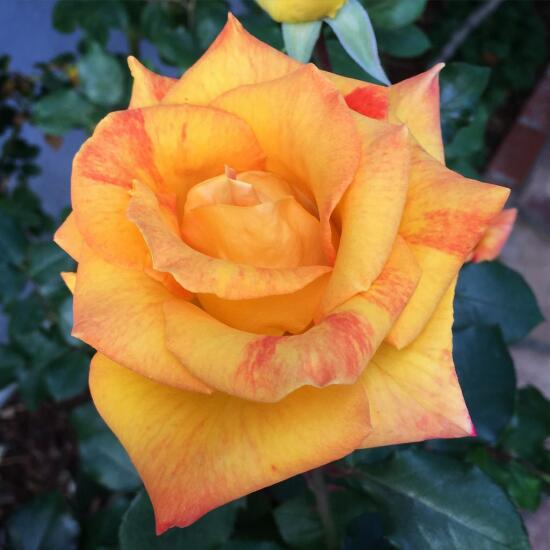 Orange-pink rose