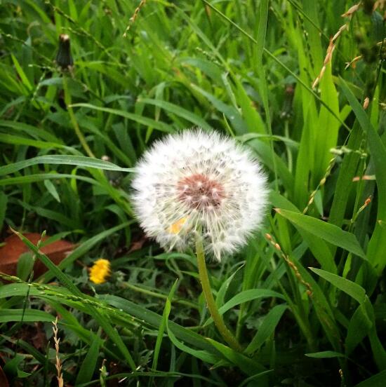 Dandelion puff