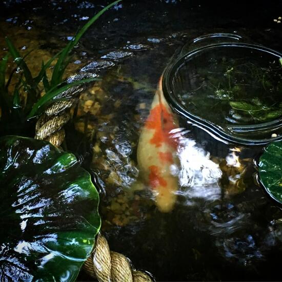 Koi in a pond