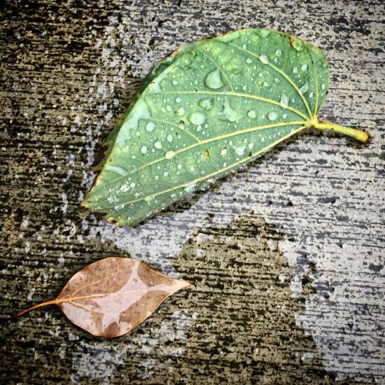 Rainy leaves