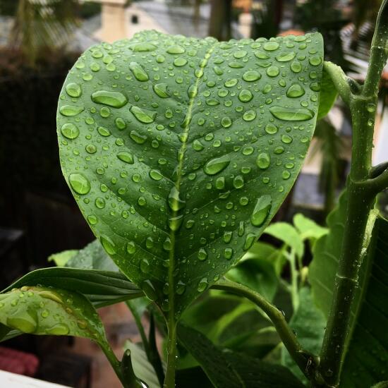 Rain on the champaca leaves