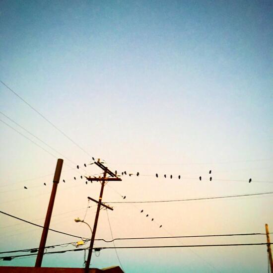 Crows