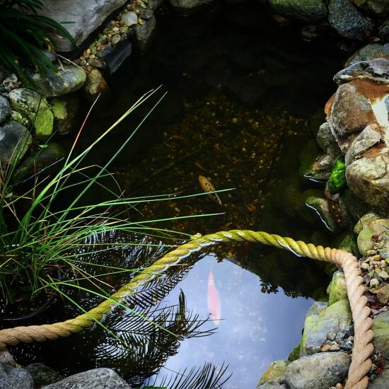 Koi pond