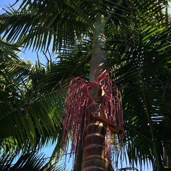 Palm seeds