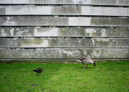 Park near Buckingham Palace