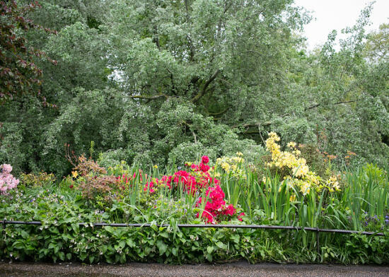 Park near Buckingham Palace