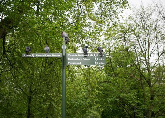 Park near Buckingham Palace